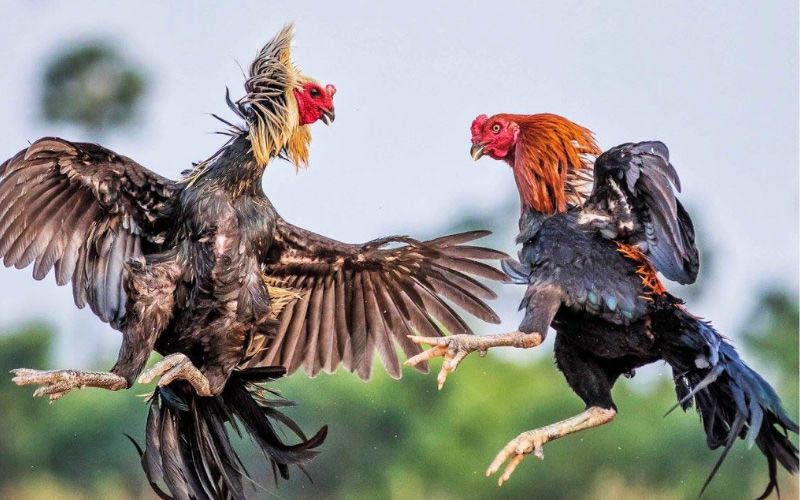 Đá gà GA28 tại VNLoto | Cược hay, thắng lớn, hốt ngay thưởng nóng 4 Đá Gà GA28