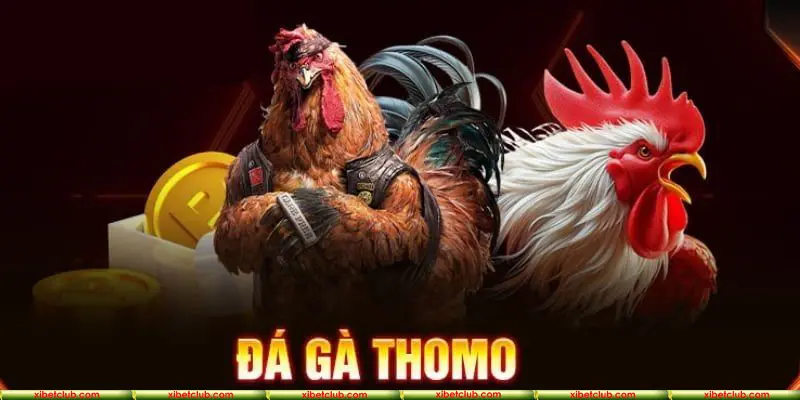 Đá gà Thomo tại VNLoto | Cược nhanh, ăn lớn, chơi đâu trúng đó 1 Đá gà Thomo